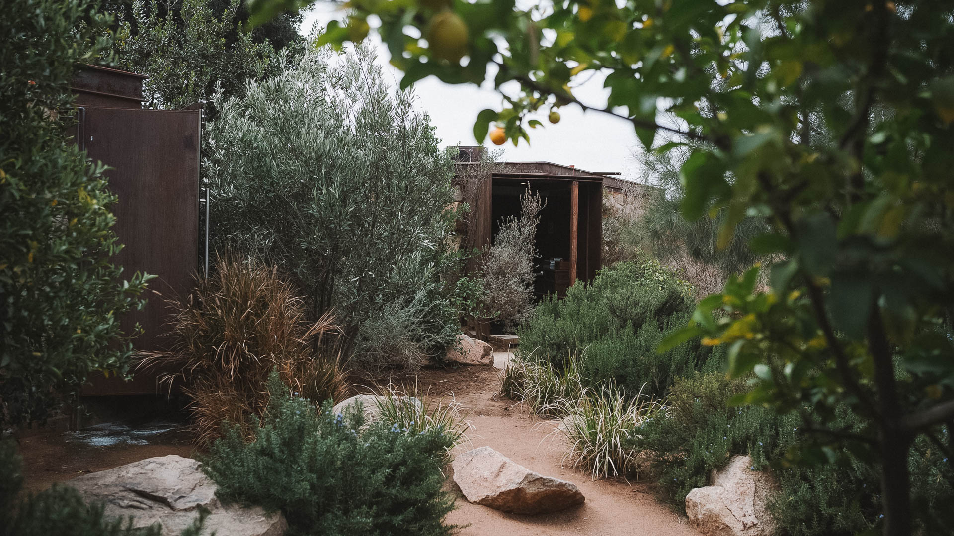 a dirt path with trees and plants