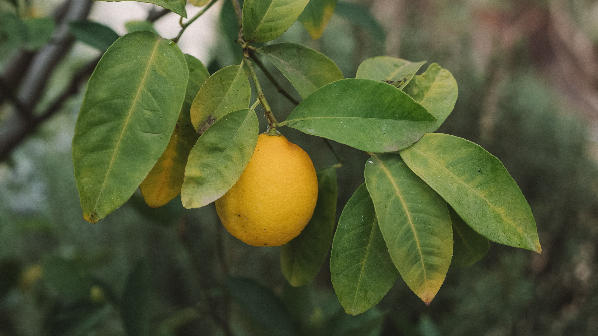a lemon from a tree