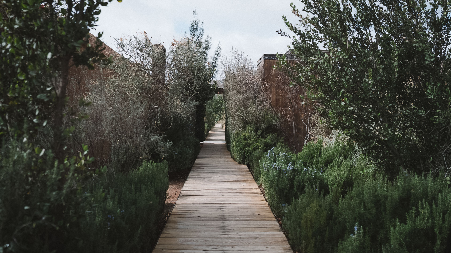 a wooden walkway with bushes and trees