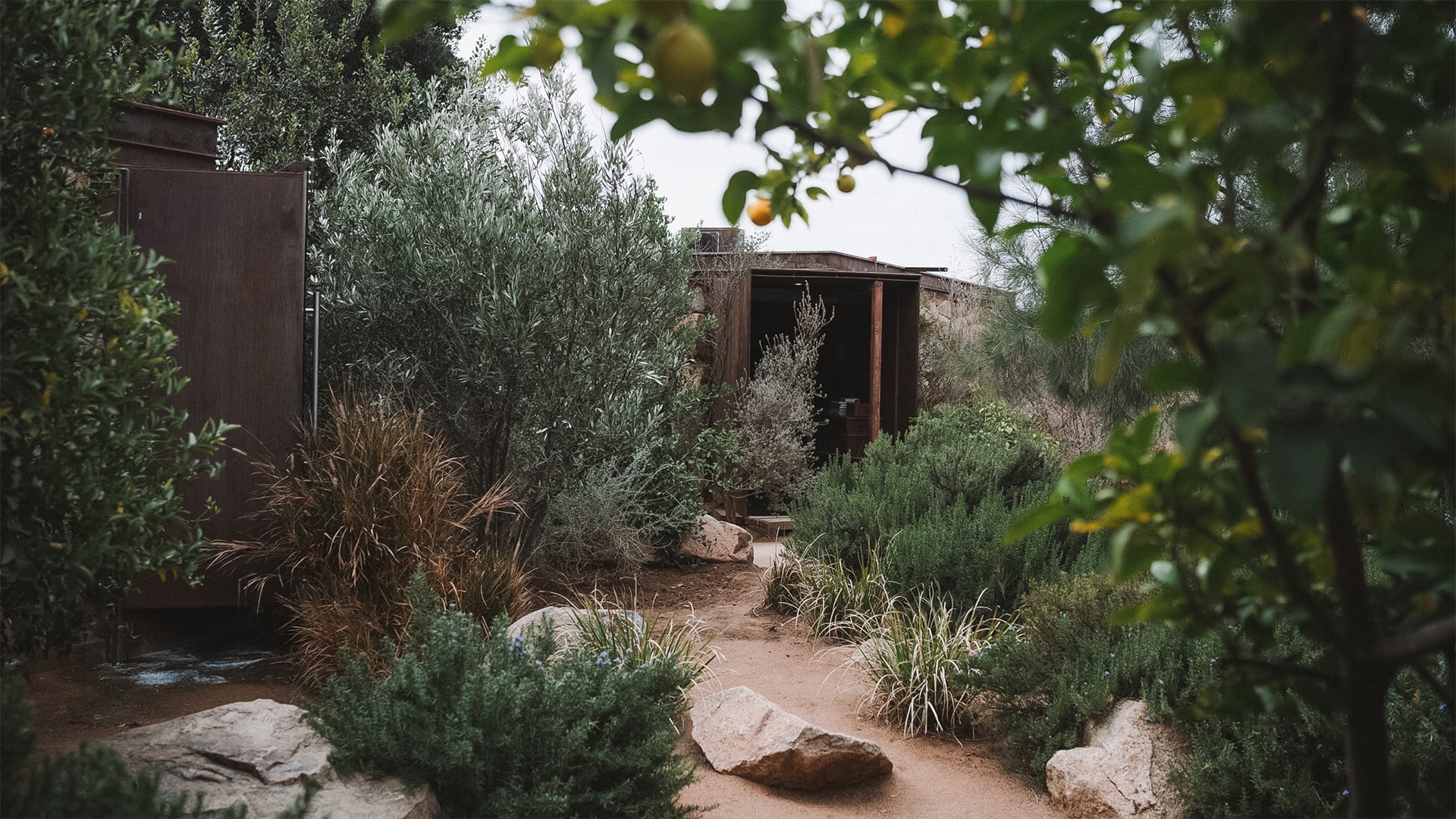 a dirt path with trees and plants