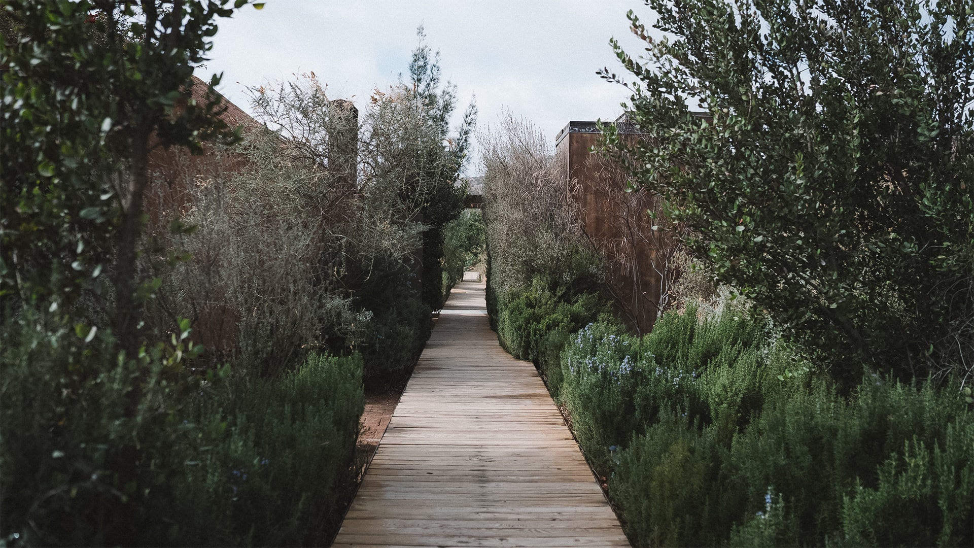 a wooden walkway with bushes and trees