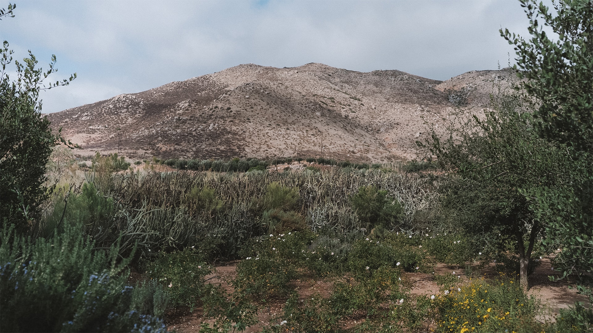 a landscape of a desert with a mountain in the background