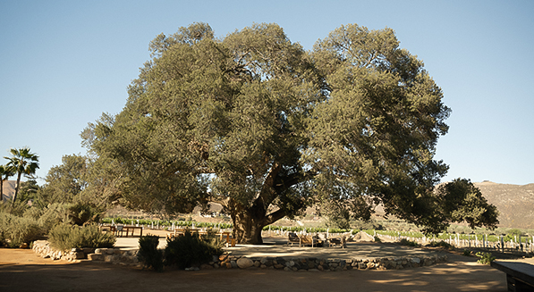 a large tree with many branches