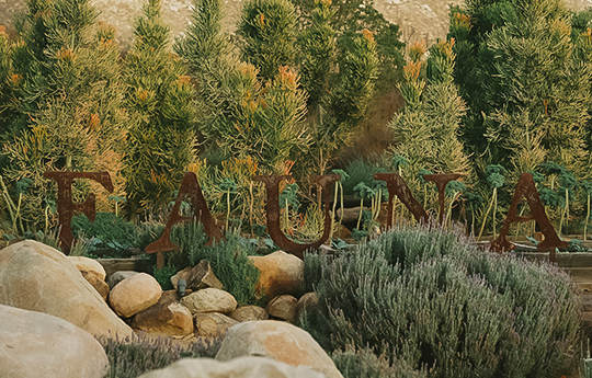 a group of trees and plants