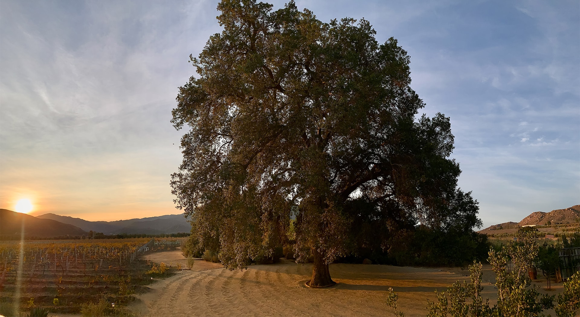 a large tree in a dirt field