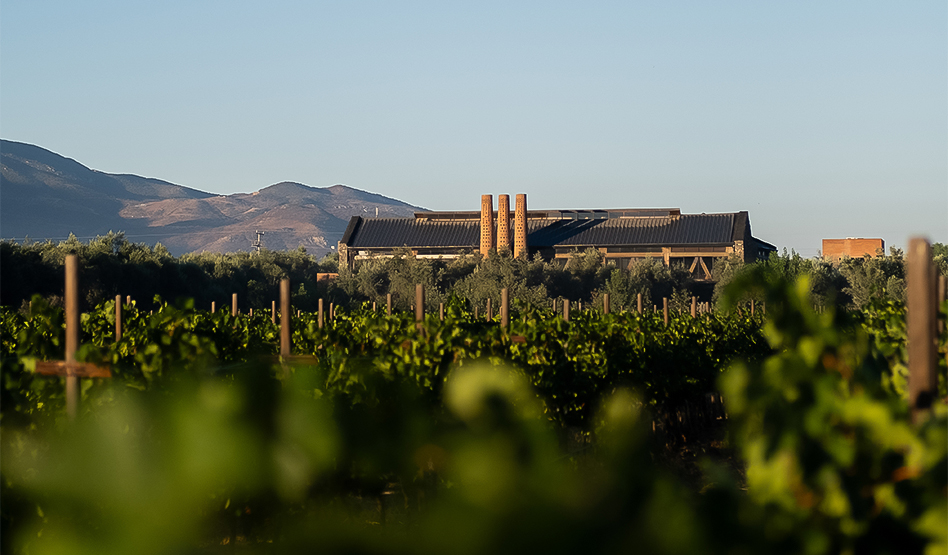a building in the background of a field of plants