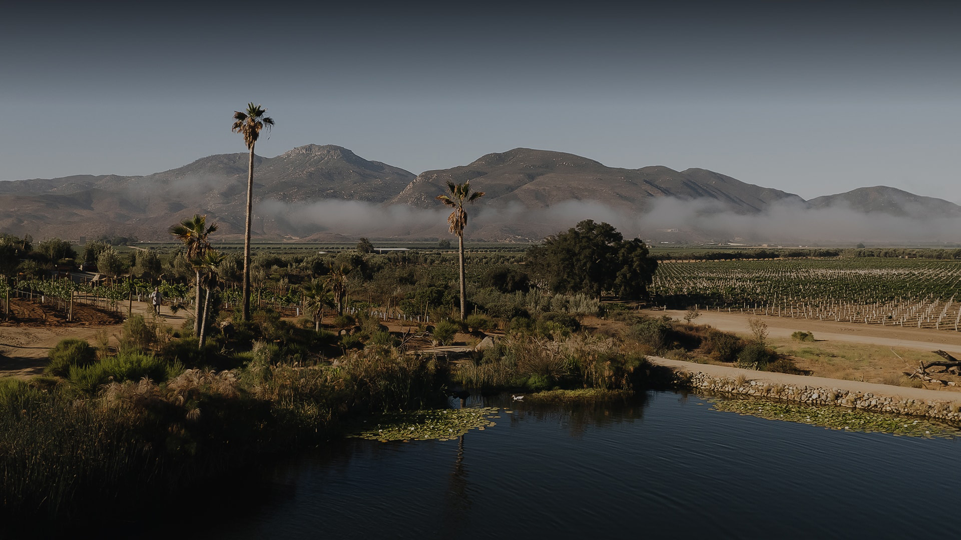 a body of water with palm trees and mountains in the background