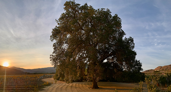 a large tree in a field