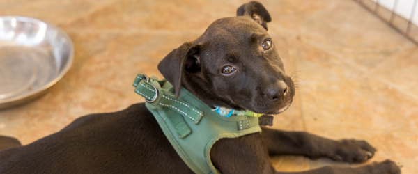 a dog wearing a harness