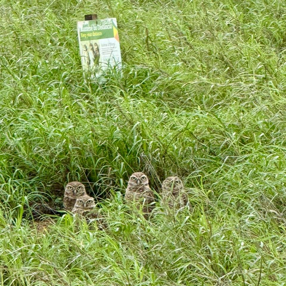a group of owls in tall grass