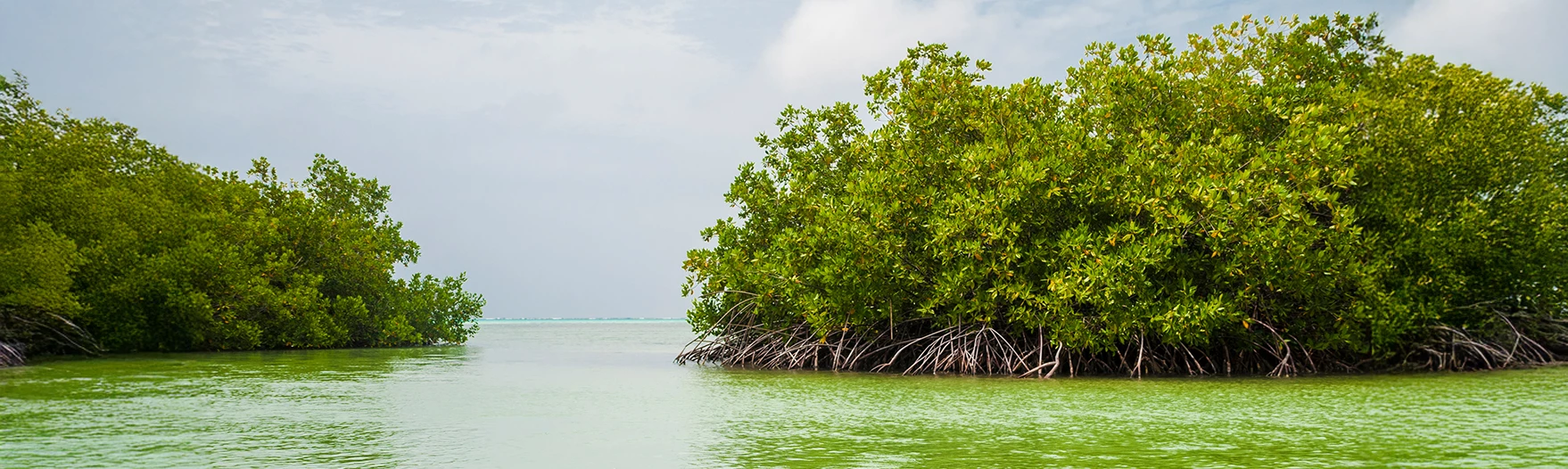 a green tree growing out of the water