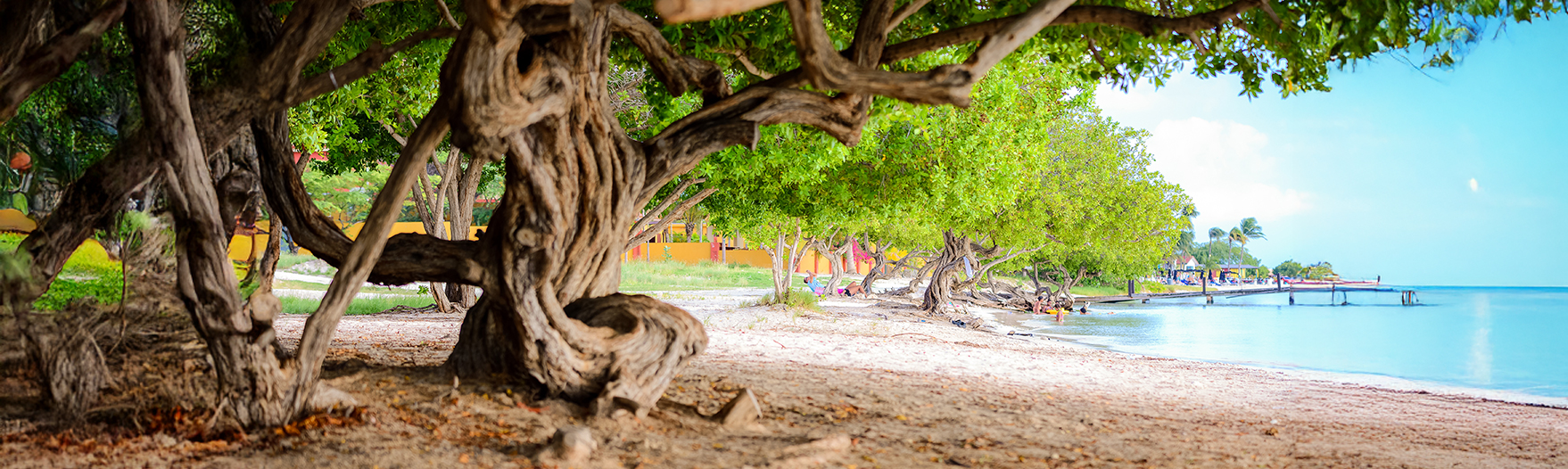 a tree with many branches