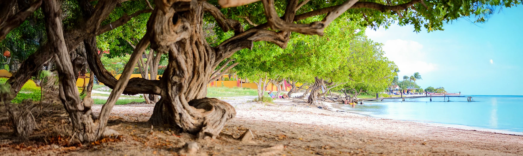 a tree with many branches