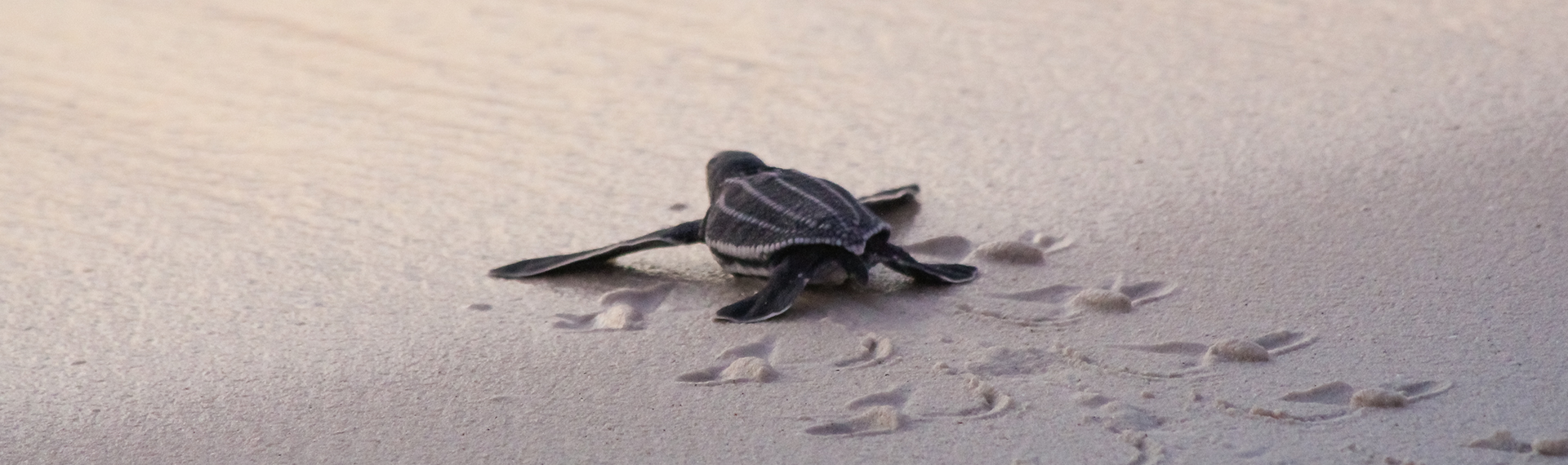a baby turtle on the sand