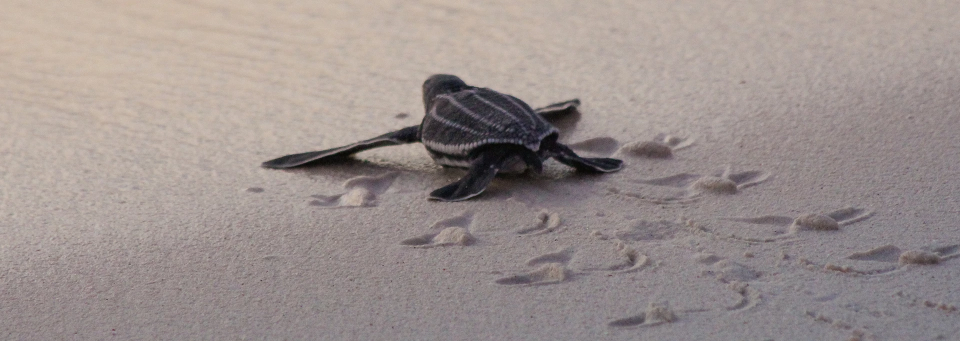 a baby turtle on the sand