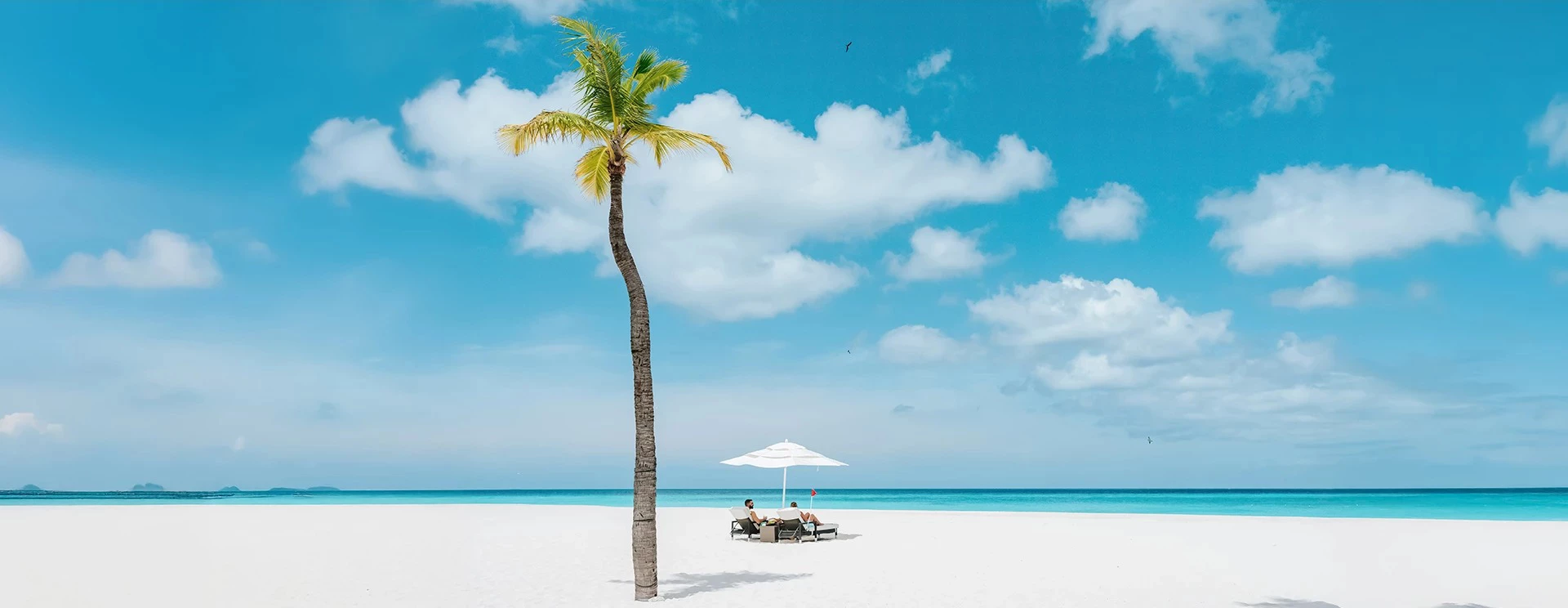 a palm tree and a couple of people on a beach