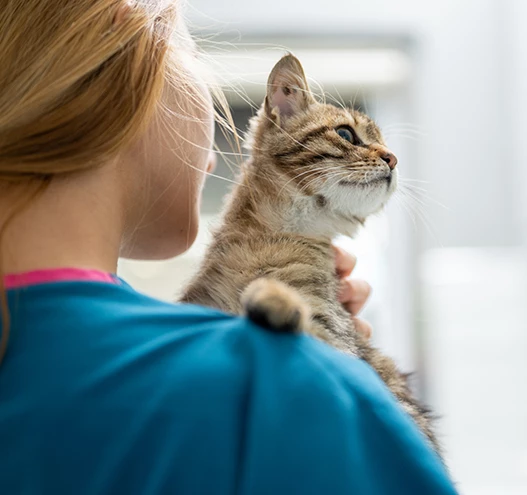 a woman holding a cat