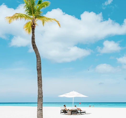 a palm tree and a couple of people on a beach