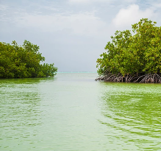a group of trees in the water