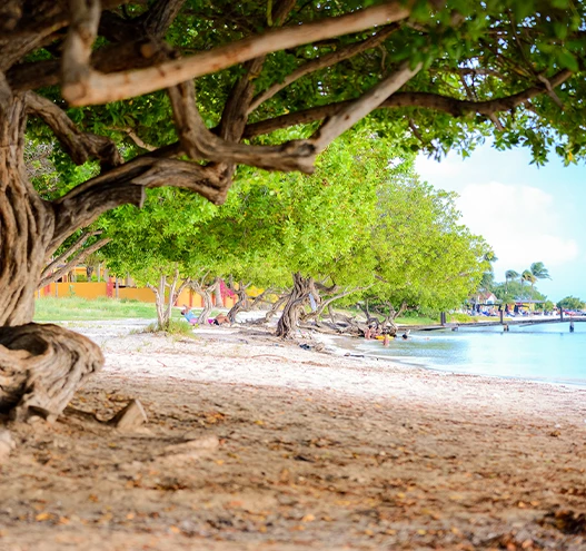 a beach with trees and water