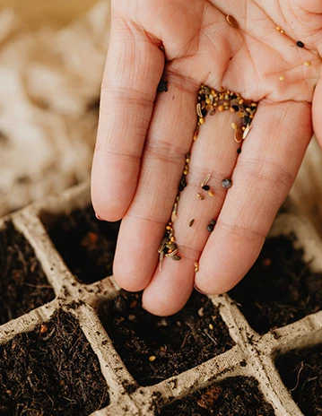 a hand holding seeds in a square container