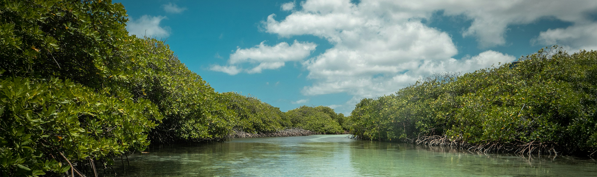 a river with trees around it