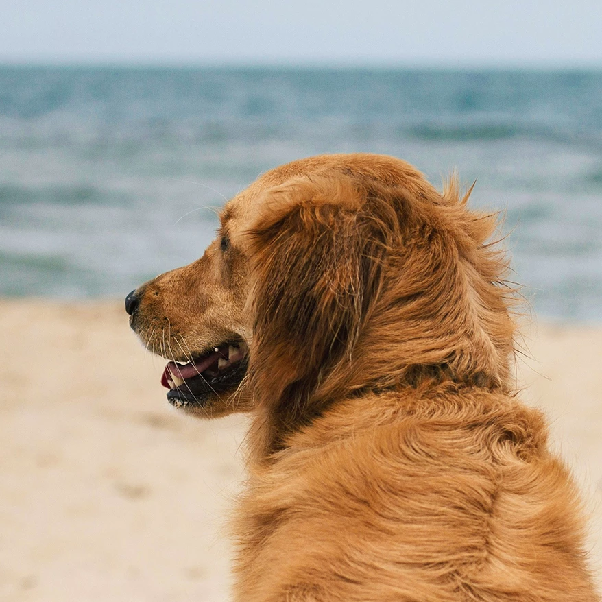 a dog on a beach