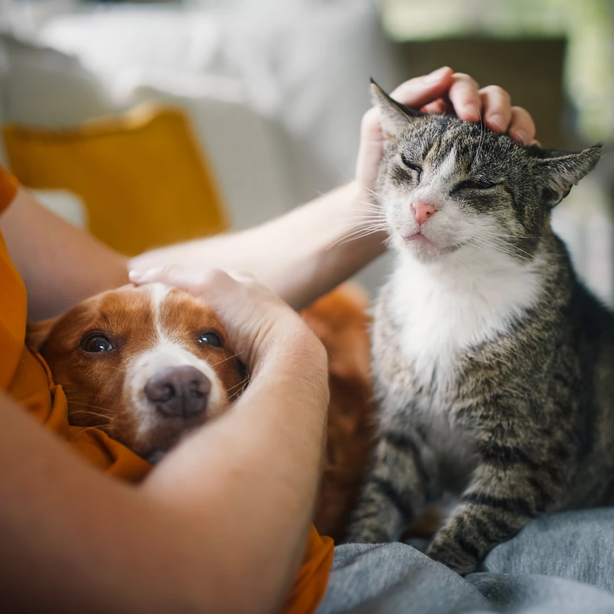 a person petting a cat