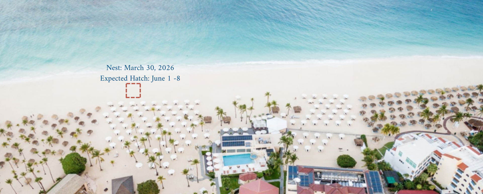 a beach with umbrellas and palm trees