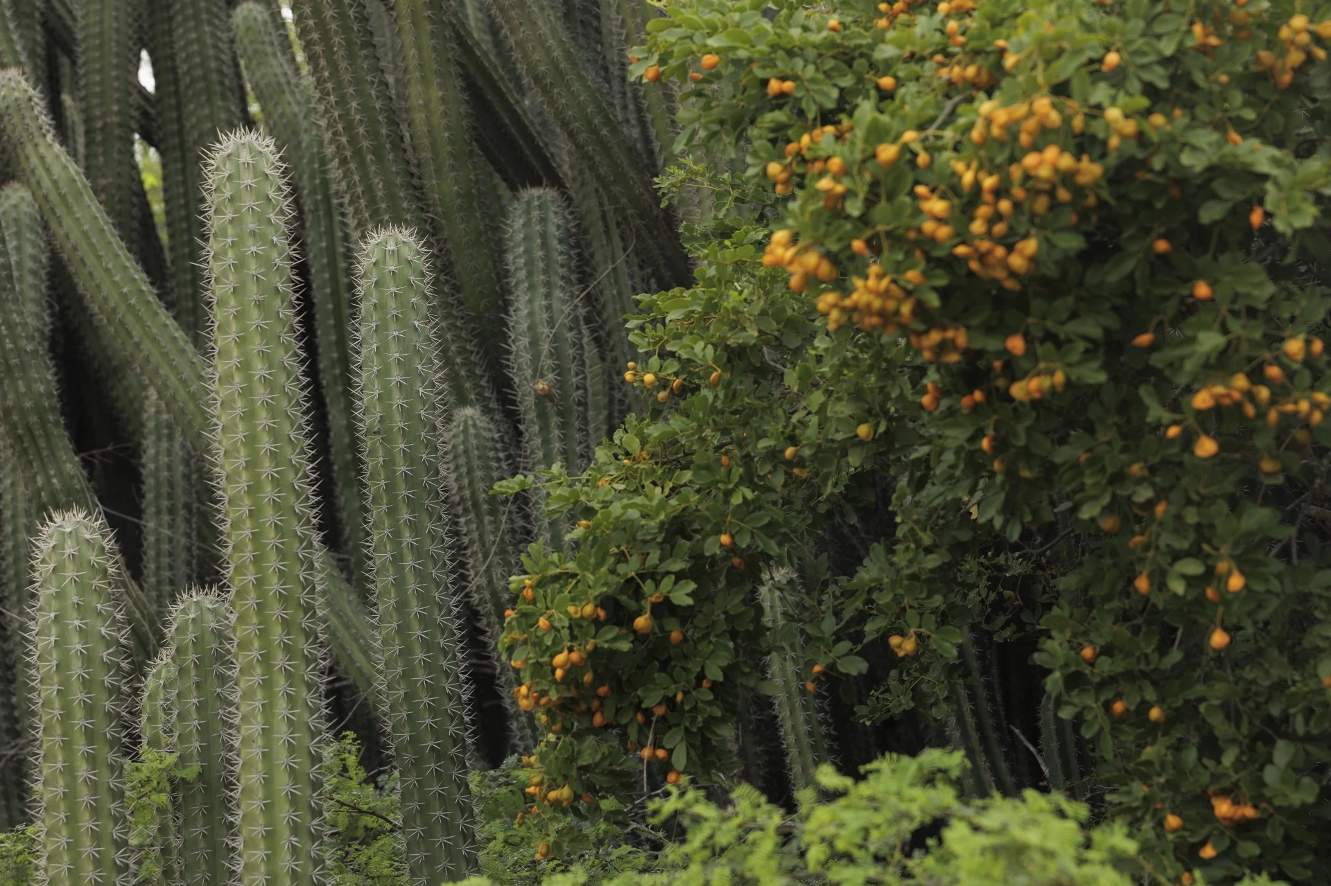 a group of cactus plants