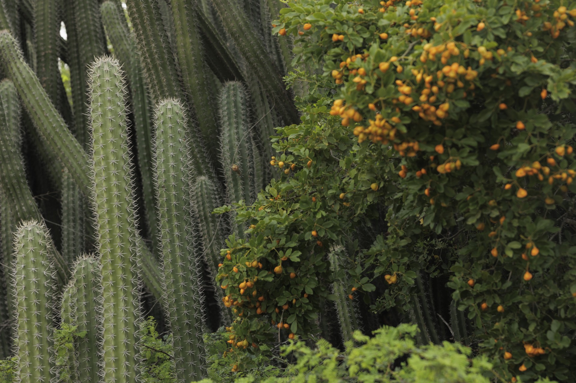 a group of cactus plants