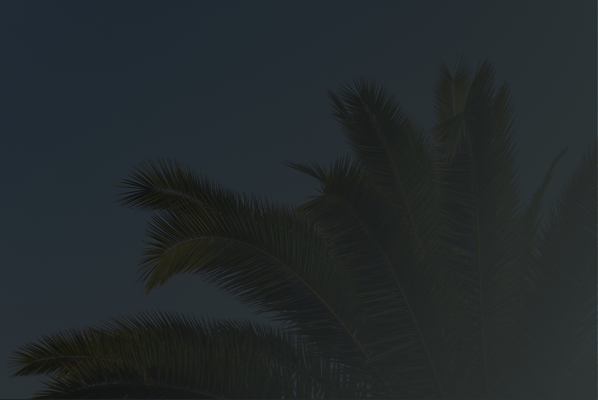 A dark photo of palm tree tops against a night sky.