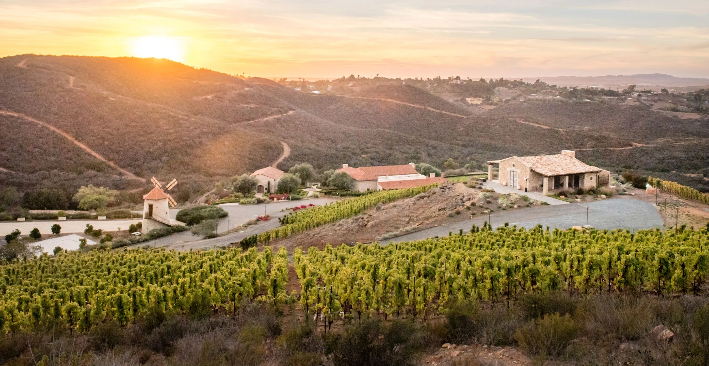 a vineyard in the hills