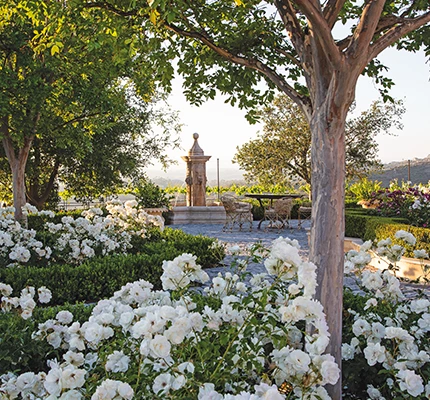 a garden with white flowers and trees