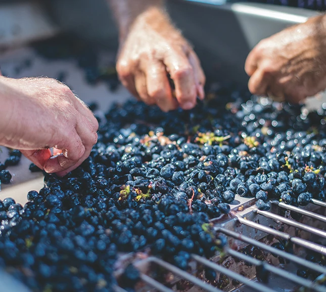 a person's hands picking grapes from a container