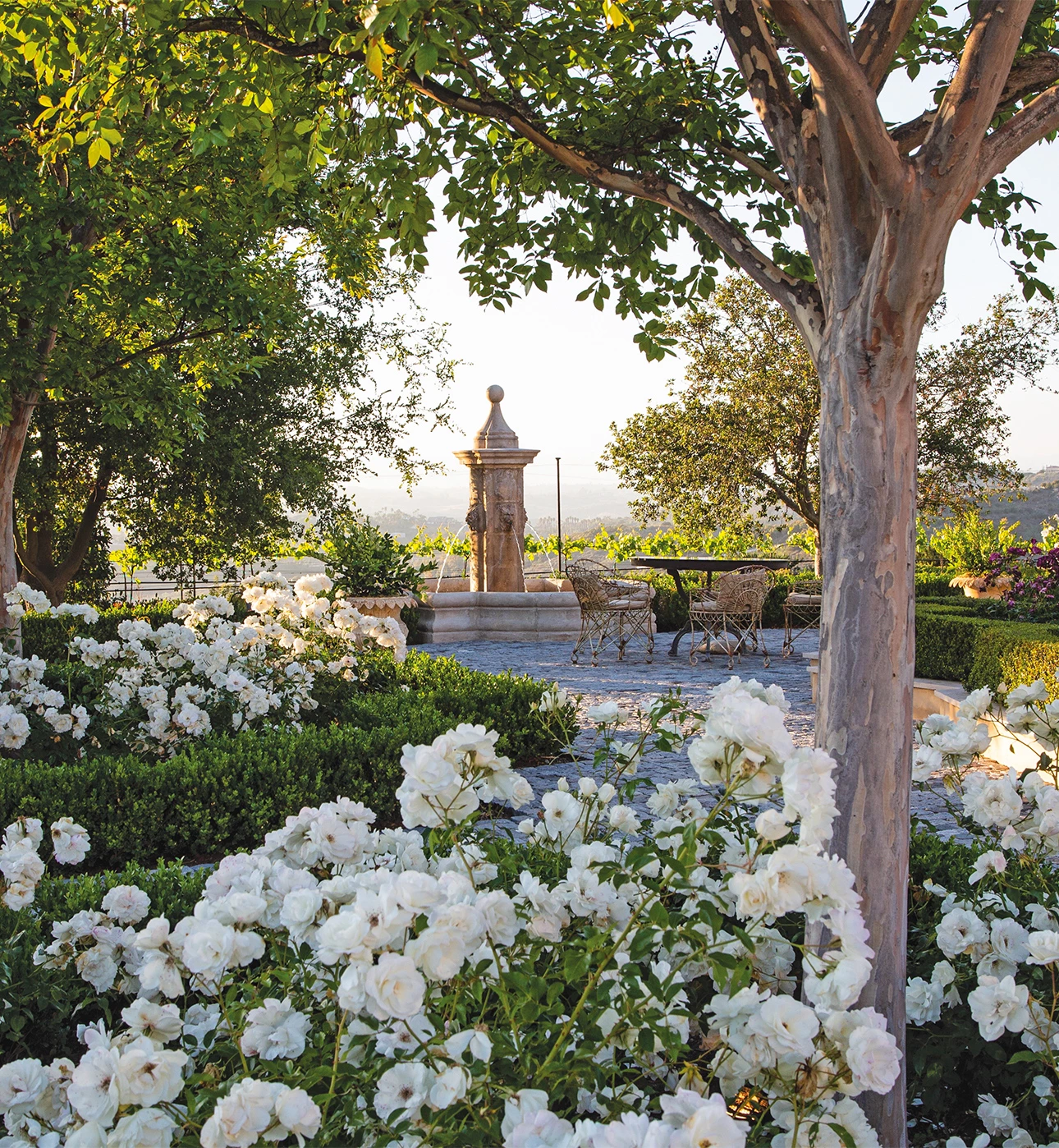 a garden with white flowers and trees