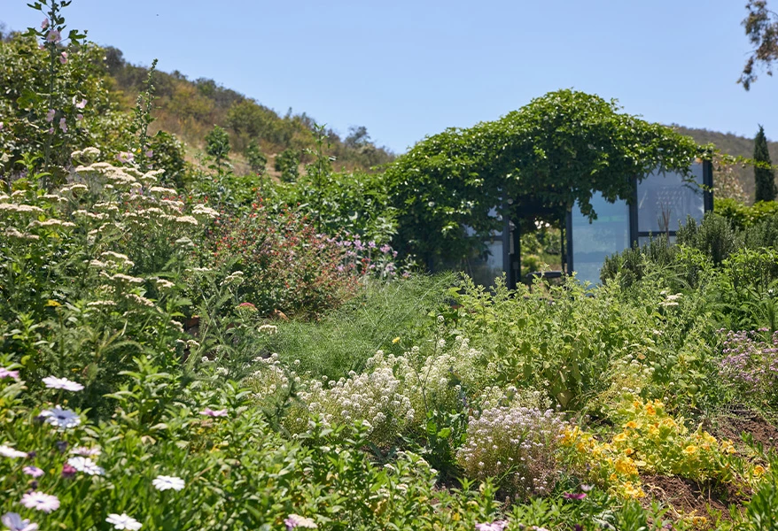 a garden with plants and flowers