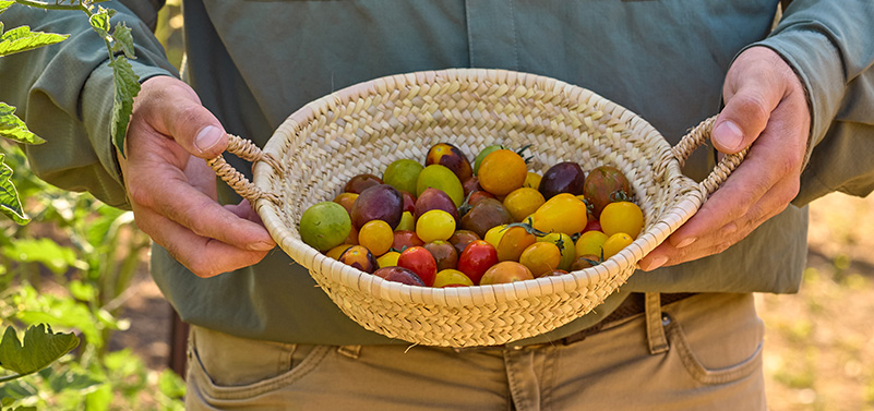 a person holding a basket of tomatoes