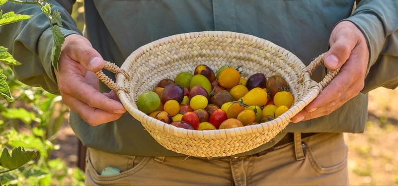 a person holding a basket of tomatoes
