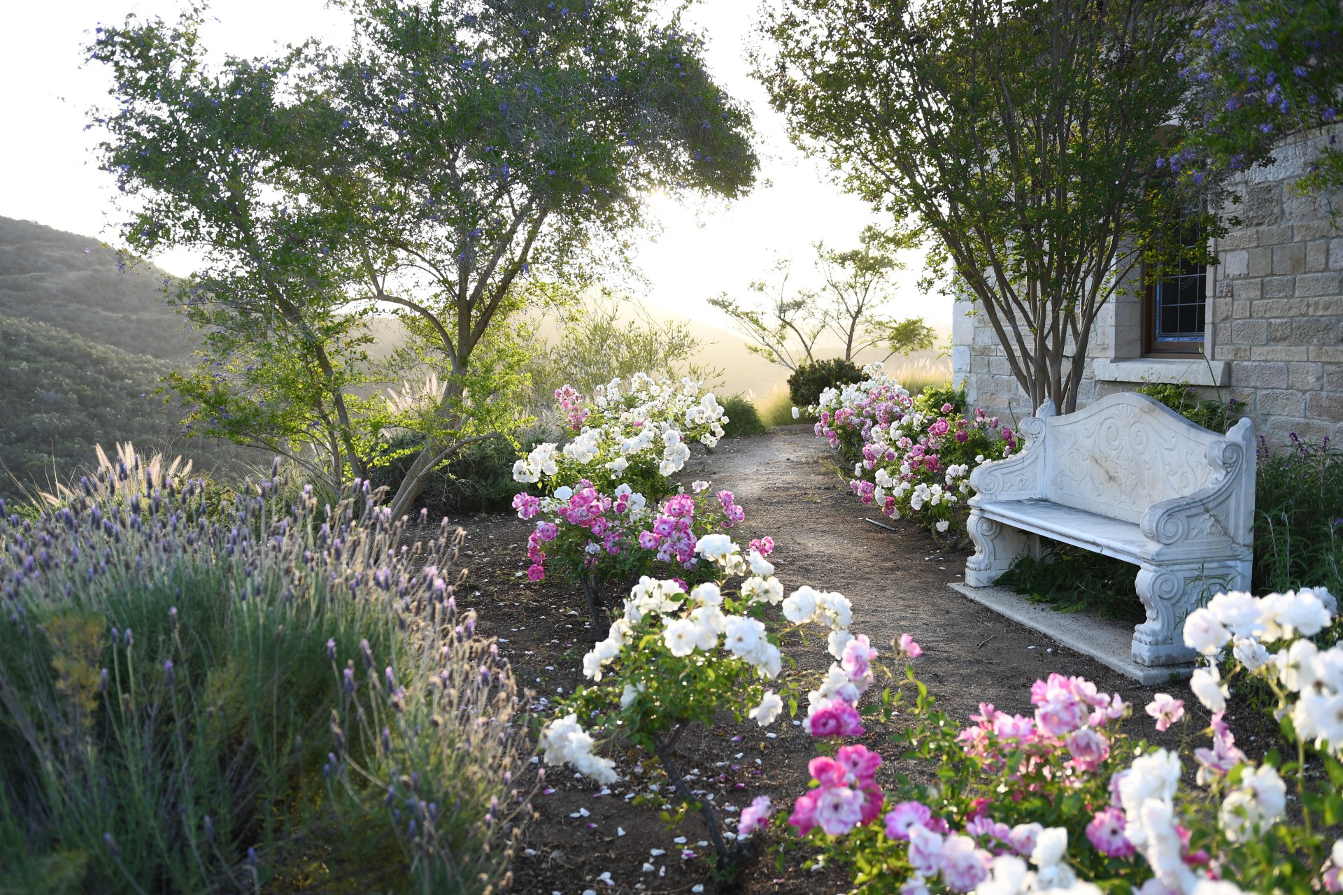 a garden with flowers and trees