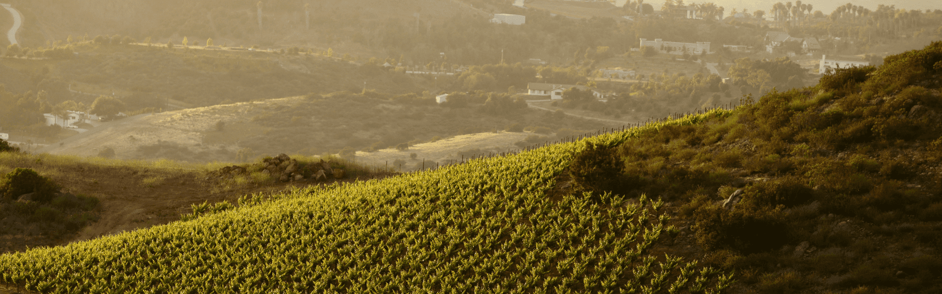 a vineyard with a house in the background