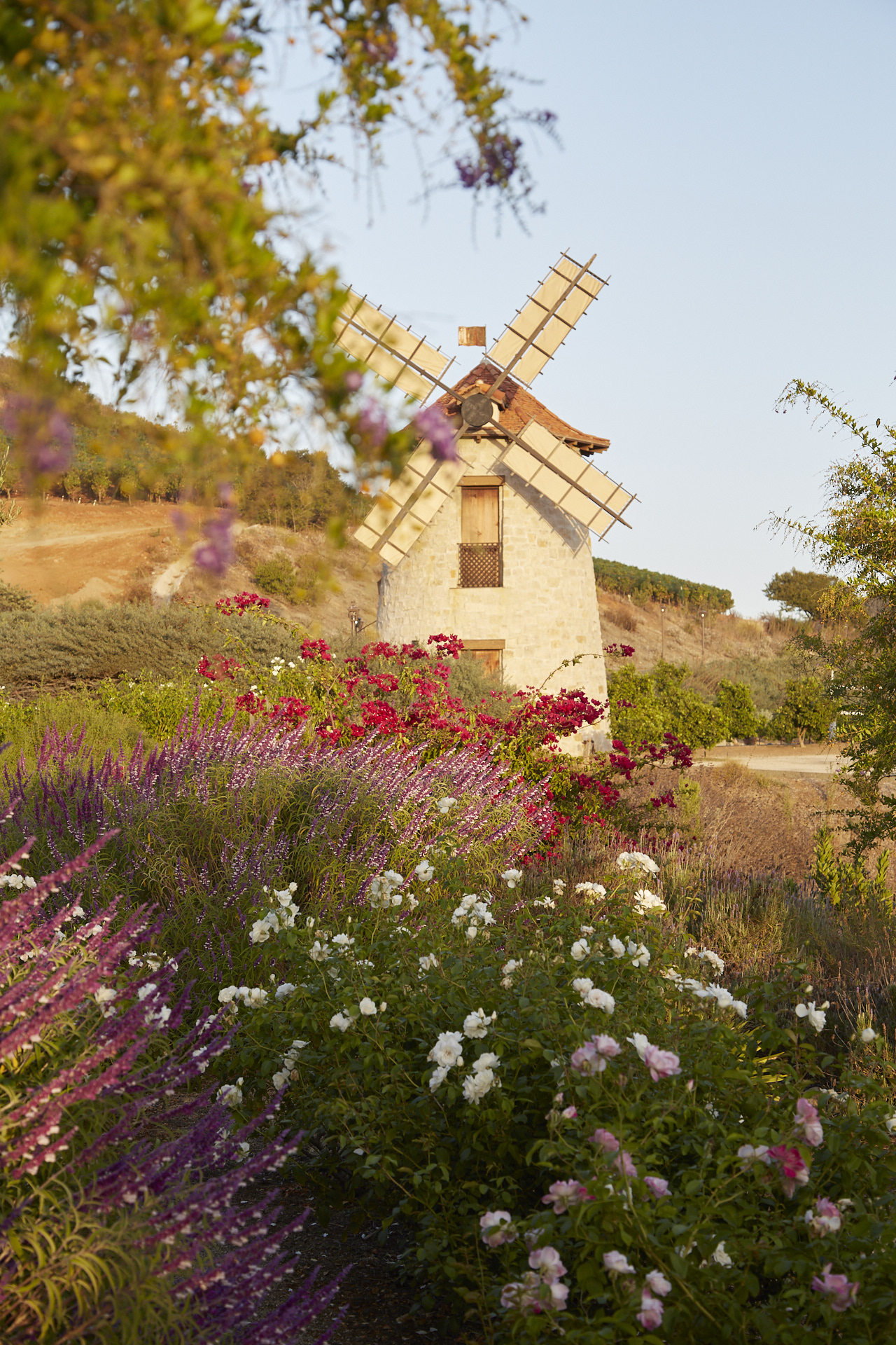 a windmill in a field of flowers