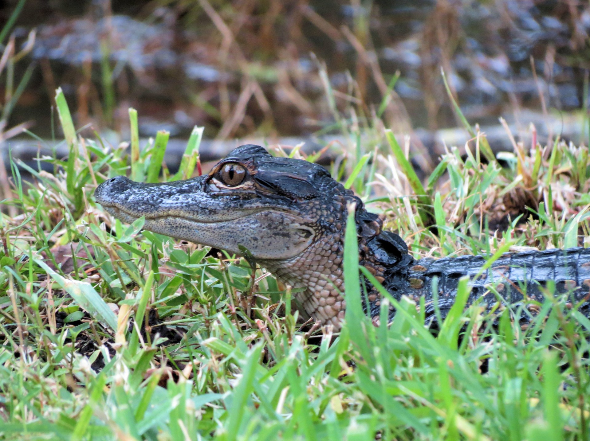 a small alligator in grass