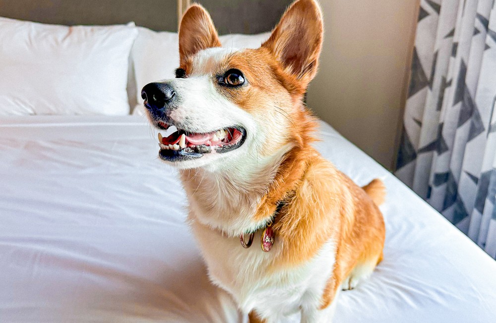 a dog sitting on a bed