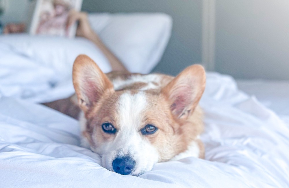 a dog lying on a bed