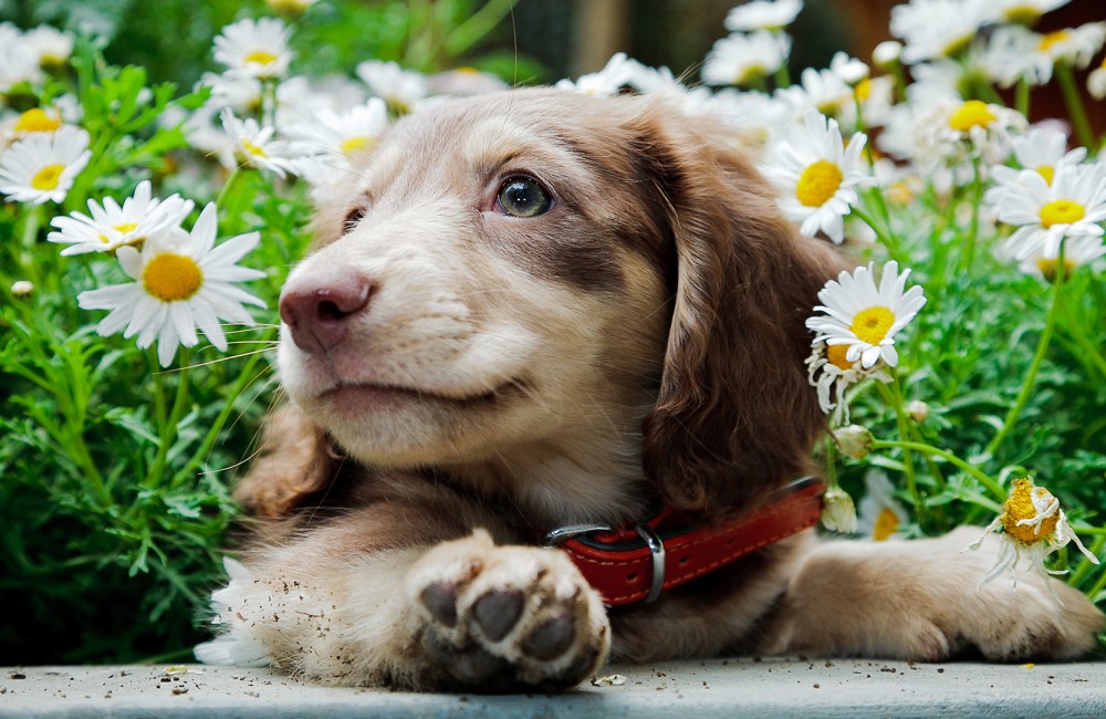 a puppy lying in a flower bed