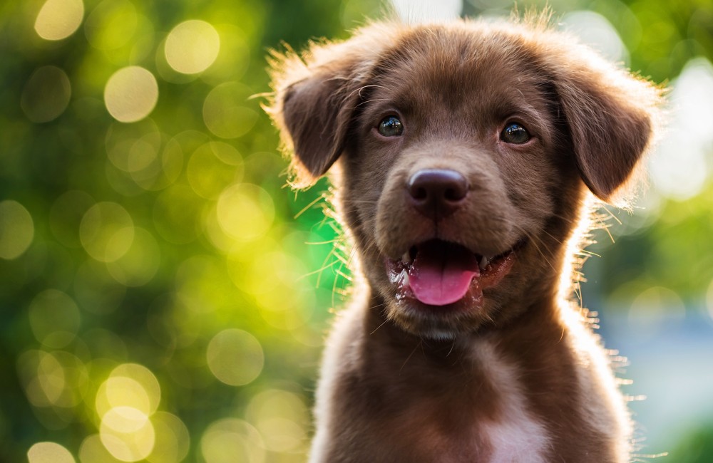 a brown puppy with its tongue out
