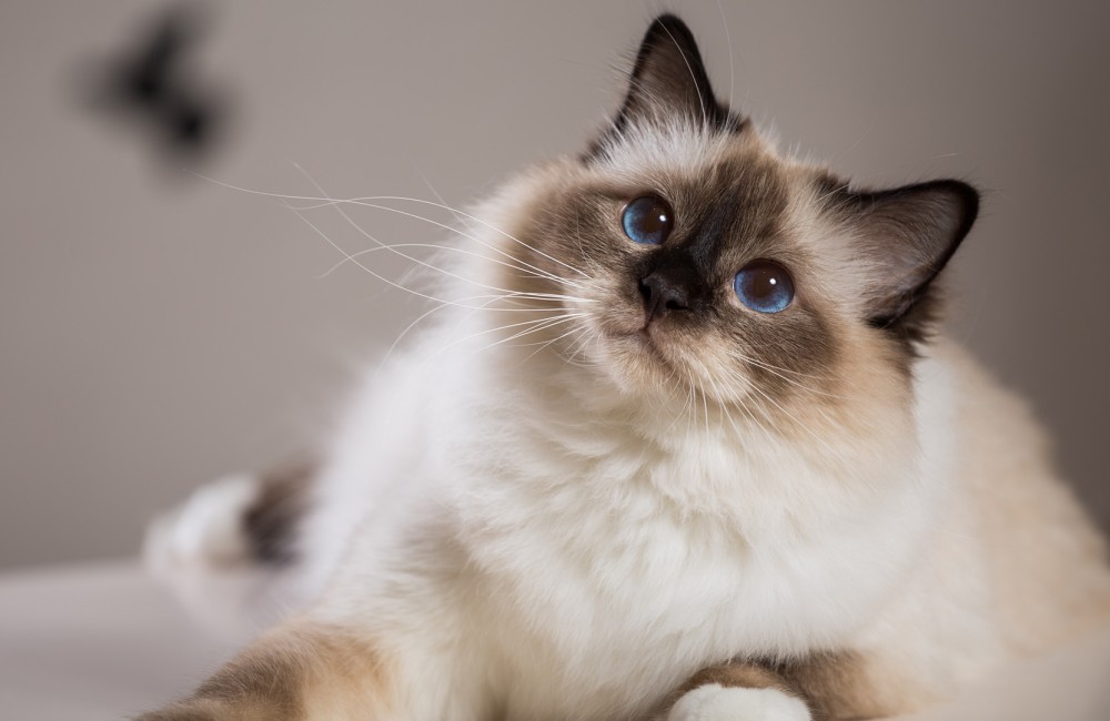 a cat with blue eyes