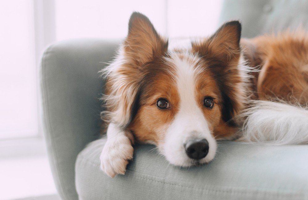 a dog lying on a chair