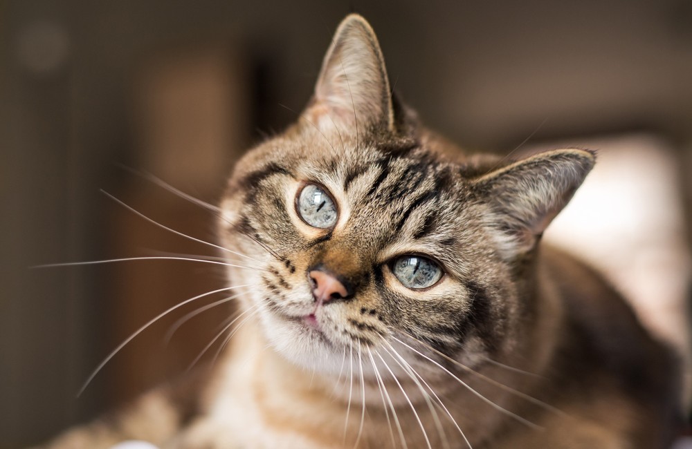 a cat with blue eyes